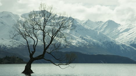 wanaka tree legendary lake surrounded by snow capped mountains in new zealand.