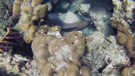 Underwater-shot-of-giant-moray-hiding-amongs-corals-at-Andaman-Sea