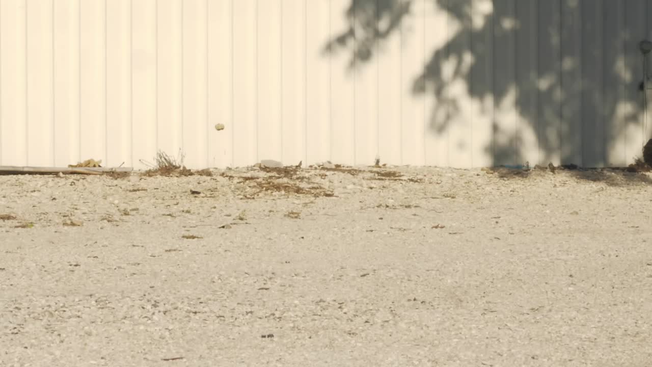 A medium shot shows a brown dog walking on a gravel path near a white fence, with tree shadows cast on the fence under sunlight.