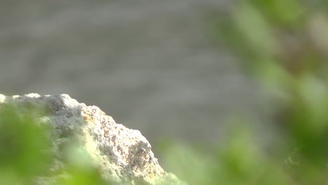 Lagarto-Agama-De-Roca-Del-Sur-Tomando-El-Sol-En-Una-Roca-Y-Dejando-Rápidamente-Un-Tiro