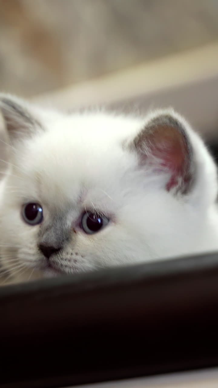 Kitten sitting on stairs. White cat with blue eyes sits on wooden stairs. Vertical video