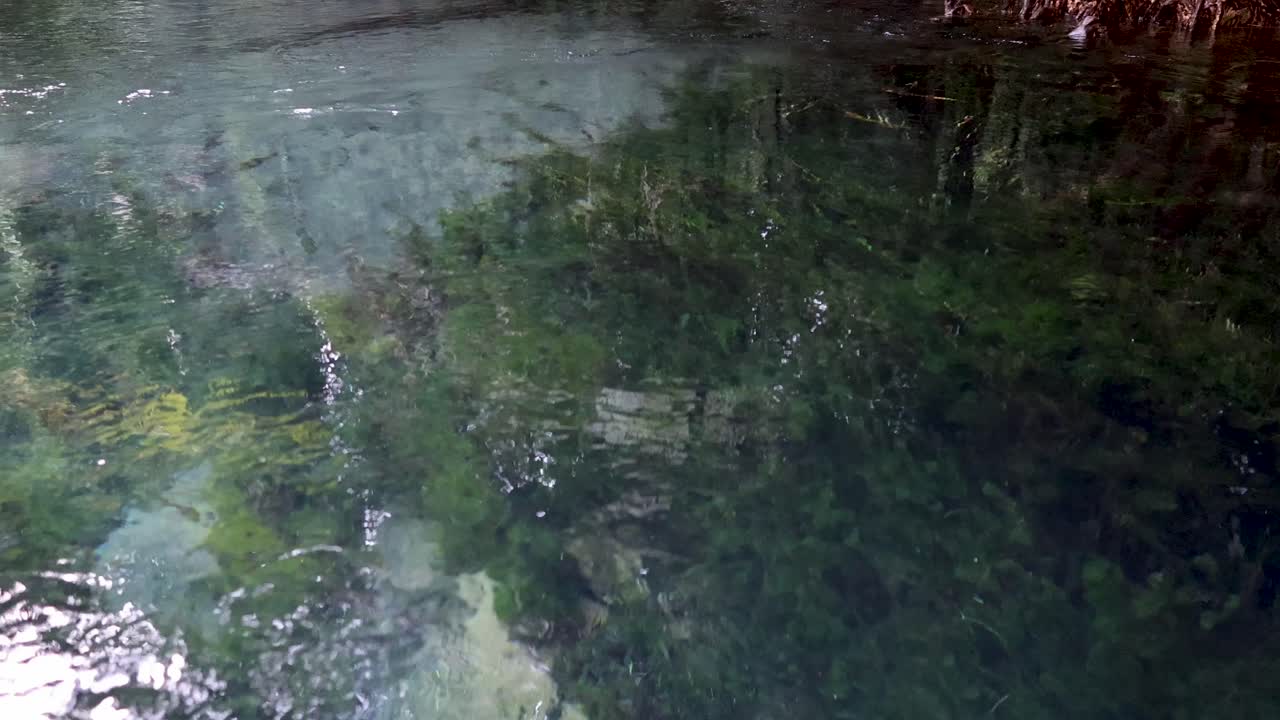Kayaking in clear water amidst lush greenery
