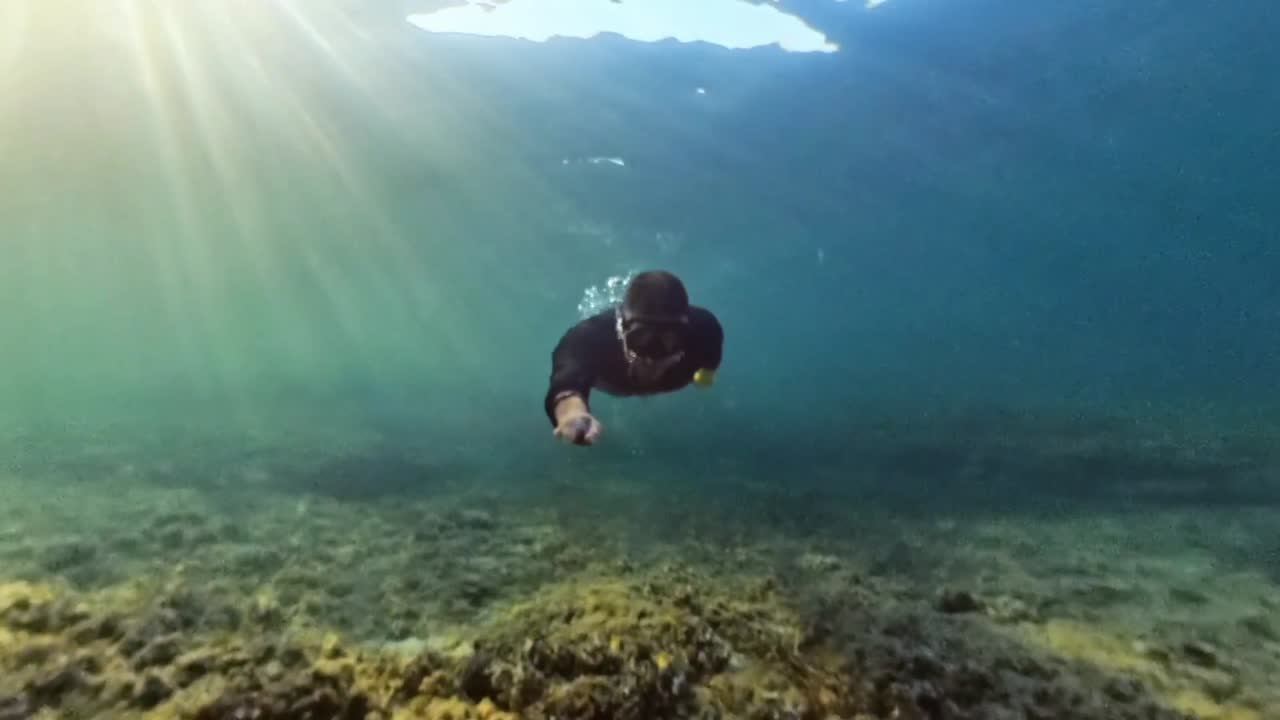 diving in the Posidonia seagrass plains of Mallorca spain
