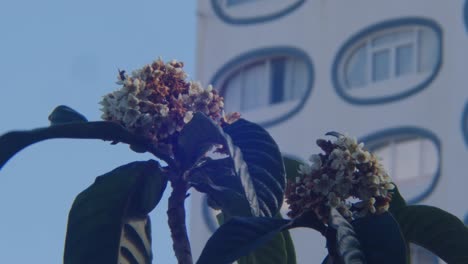 bees on a flower in a tight shot with a building in the background.