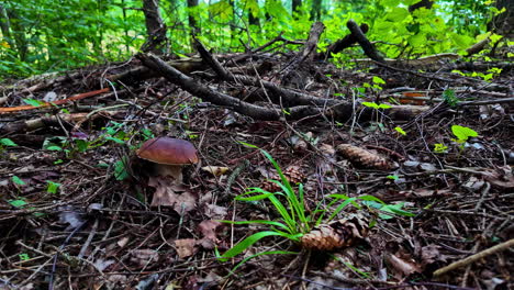 motion video capturing little mushroom intact to ground during daytime