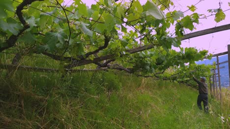 a man working in a vineyard straighten up shoots and branches