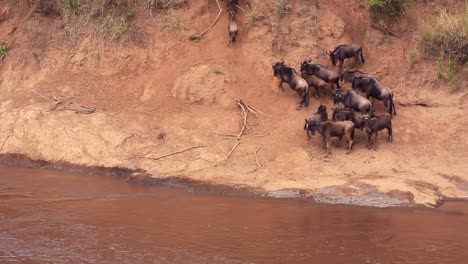 riverside wildebeest decide not to cross, so climb steep embankment