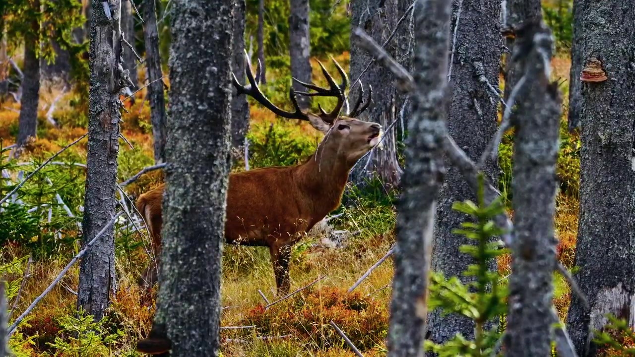 Una ripresa cinematografica mozzafiato a carrello medio che cattura un magnifico cervo rosso maschio con palchi ramificati in posizione di allerta in mezzo a una nebbiosa foresta di pini autunnale dorata.
