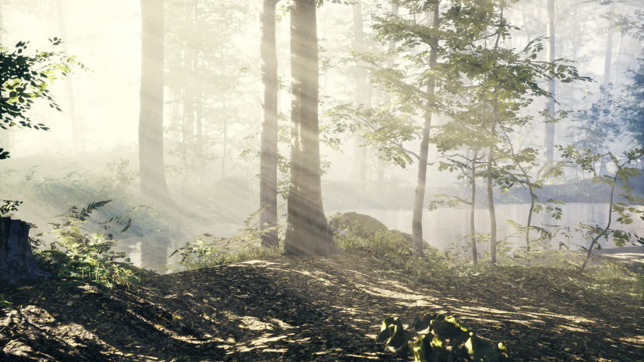 Sunlight streaming through tall trees in a misty forest landscape