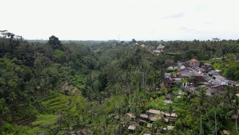 revealing cinematic drone view flying low through a lush traditional working rice paddy field in asia