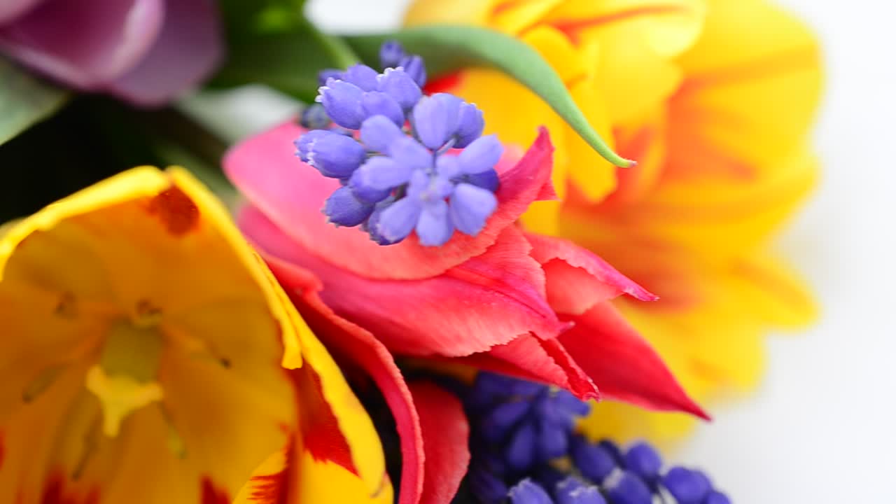 Bunte Blumen. Blumen auf weißem Hintergrund.