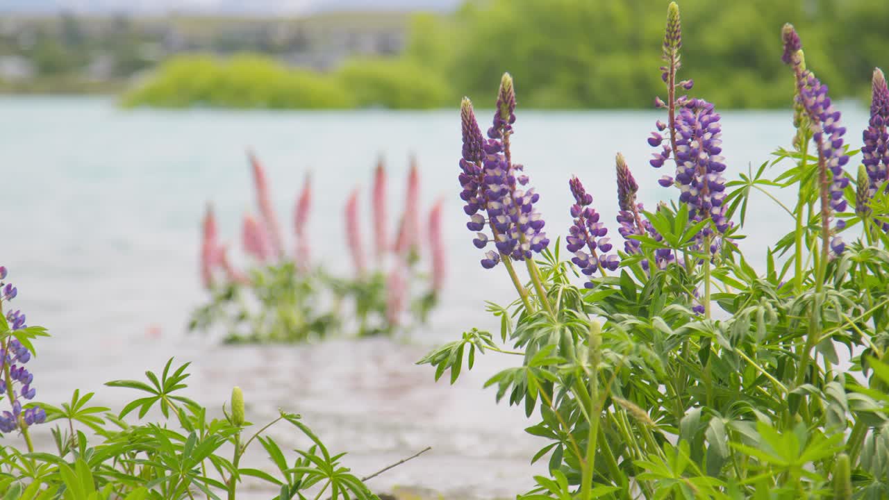 Pulling focus between different coloured Lupin flowers growing in a lake. Lake Tekapo, New Zealand