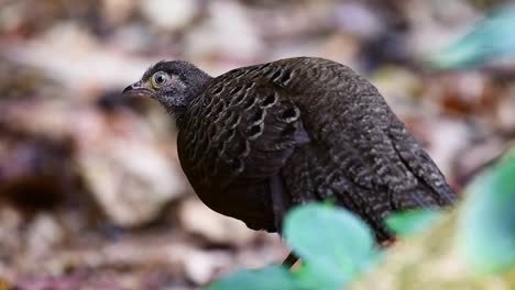 Burmese-peacock-pheasant,-female,-Polyplectron-bicalcaratum,-closing-its-eye-two-times-while-waiting-while-standing-still-behind-some-leaves-in-slow-motion-at-Mae-Wong-National-Park