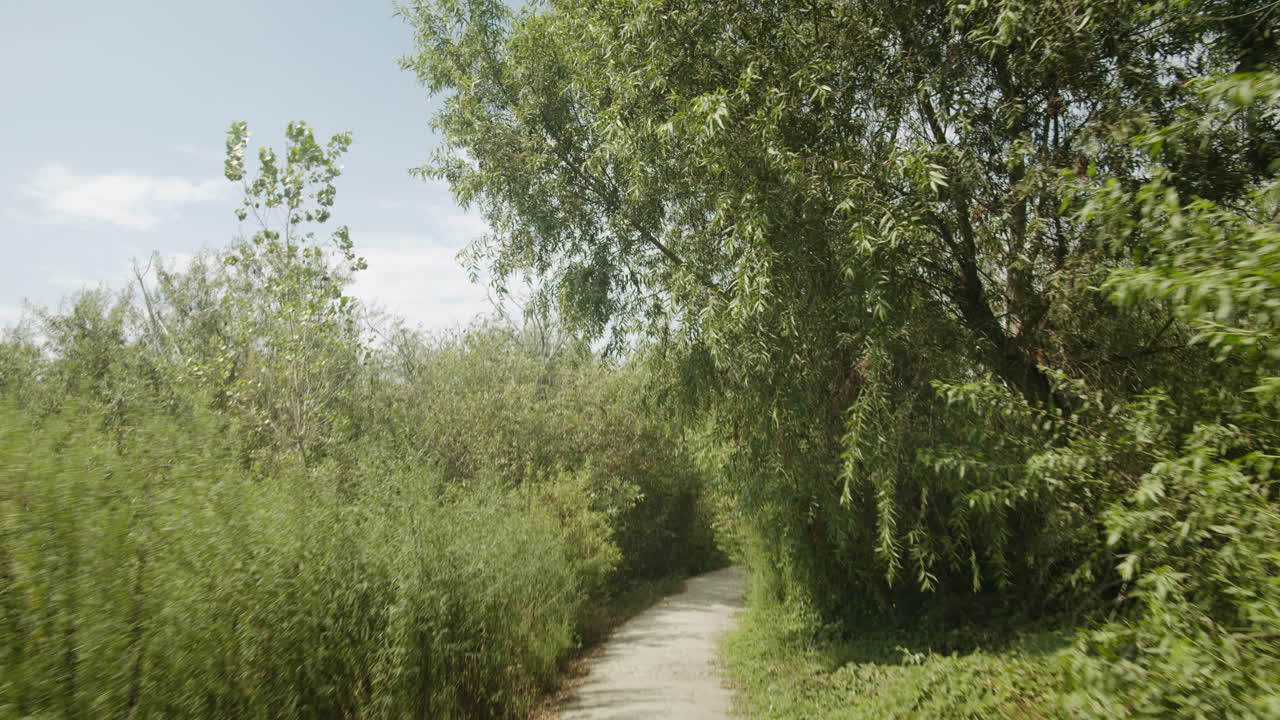 A path through lush greenery