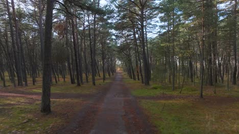 A-pine-forest-with-a-path-leading-through-it-where-the-autumn-sun-shines-through-the-trees