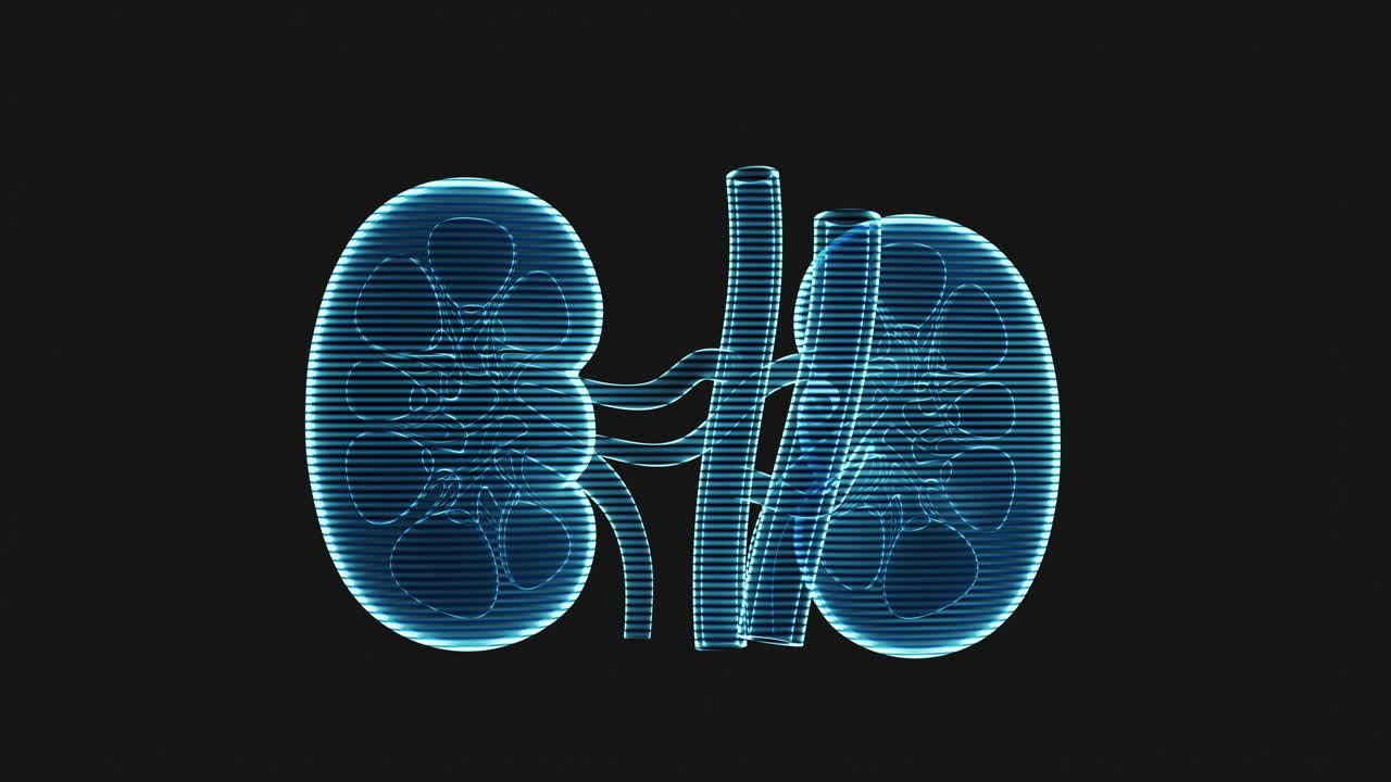 Kidney with holographic image effect, 3d rendering.