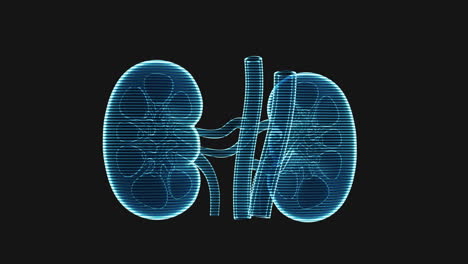 kidney with holographic image effect, 3d rendering.