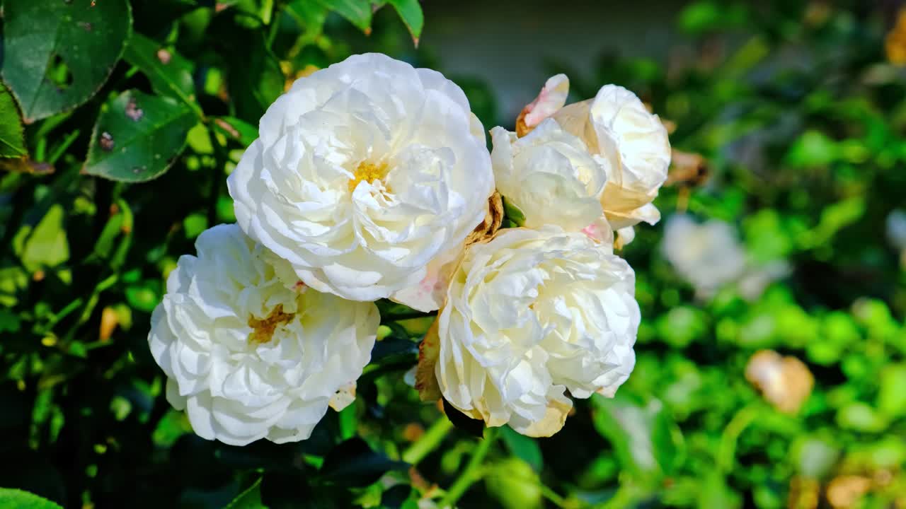 White roses in garden, close up, closeup macro view, green background