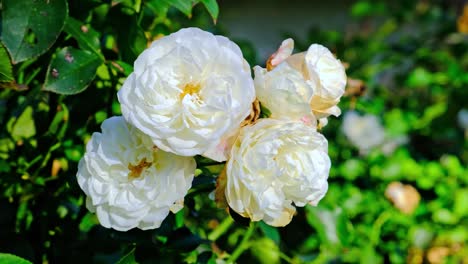 White-roses-in-garden,-close-up,-closeup-macro-view,-green-background