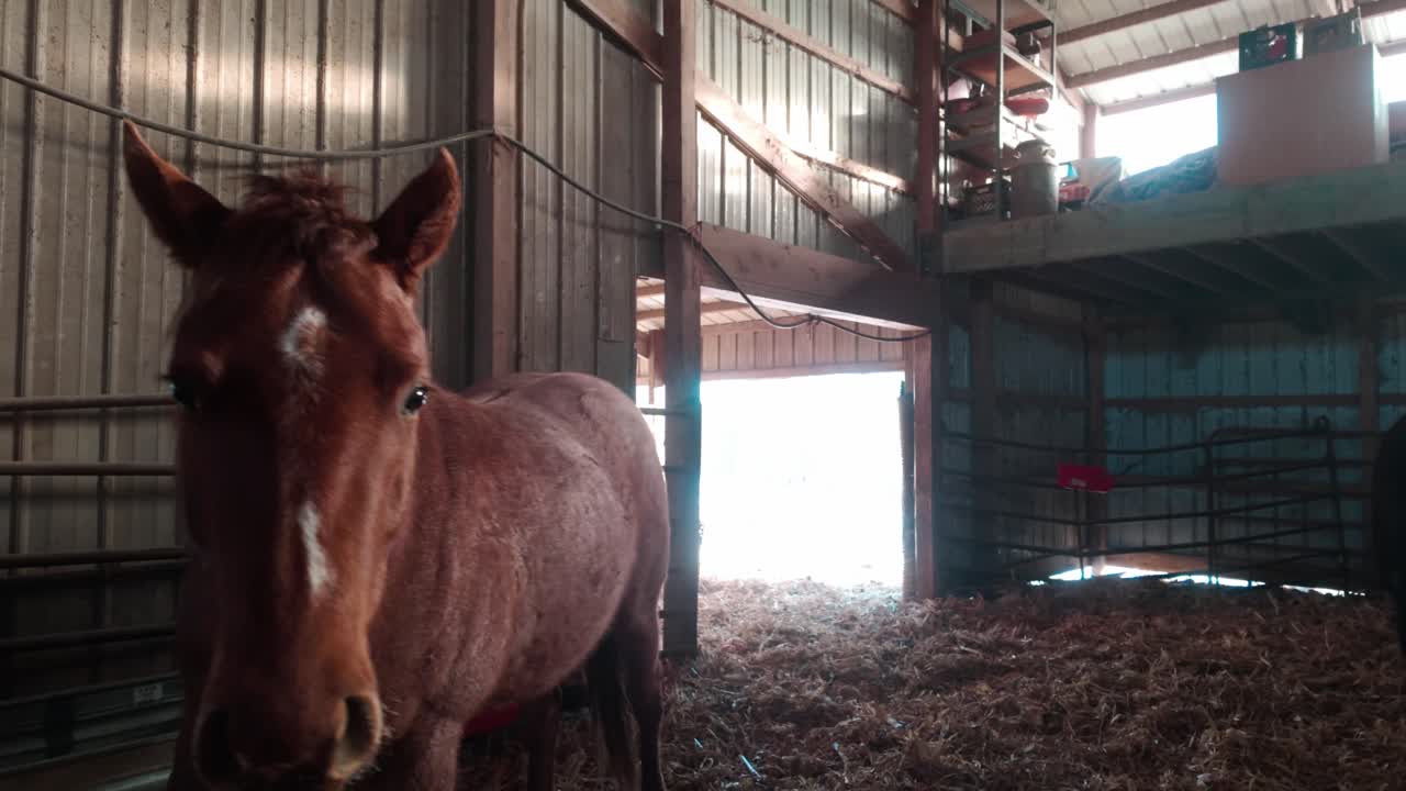 Two horses roam through a barn full of hay. One horse walks up to the camera and looks right into it