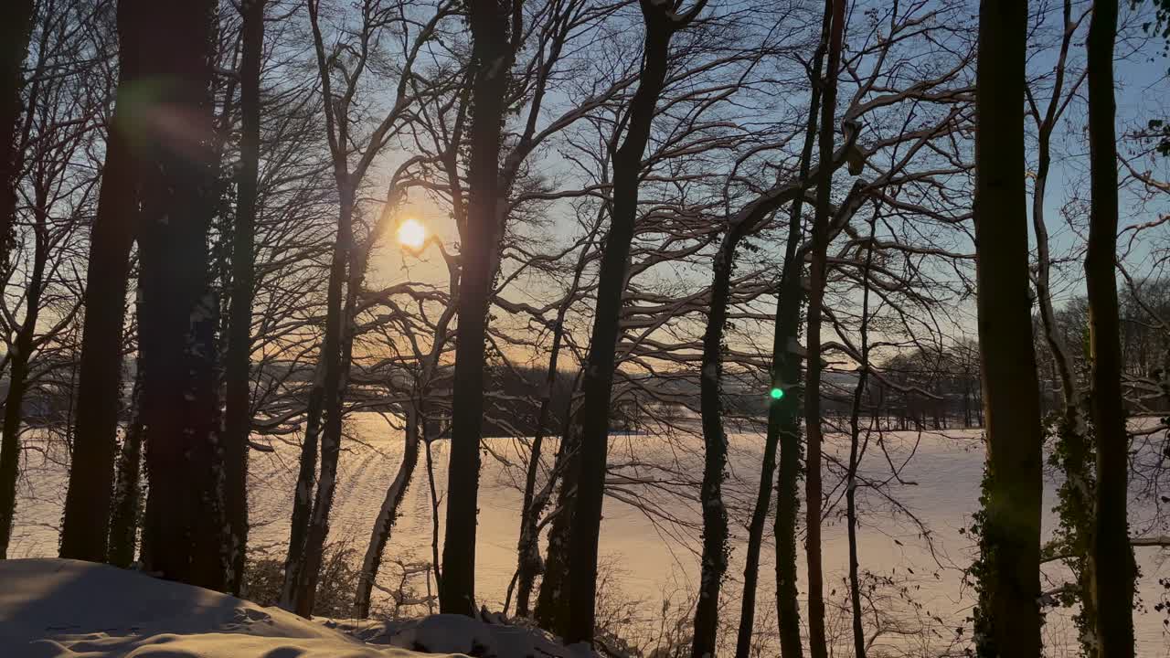 Silhueta de árvores nuas na floresta em contraluz com o sol brilhante no inverno