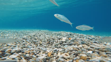 small fish at the ocean floor