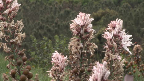 Weiße-Asphodelblüten-Im-Hintergrund-Waldbäume