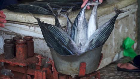 cakalang fish or skipjack tuna being weighed for sale in auction - indonesia fish market