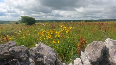 Burren-wild-flowers,-early-summer-and-the-landscape-is-a-riot-of-vibrant-colours,-nature-at-its-best