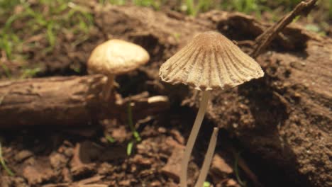 Revealing-shot-of-field-mushrooms-growing-in-forest,-New-Zealand