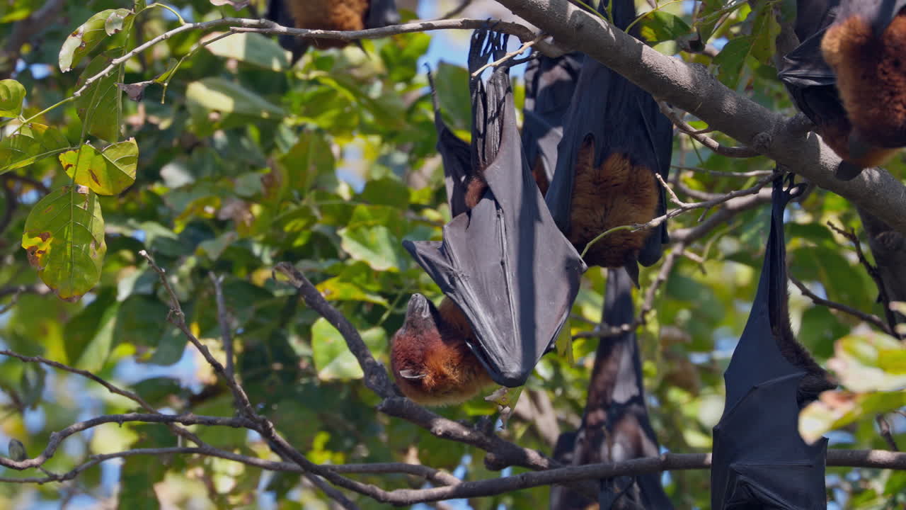 Indian flying foxes hanging upside down from leafy tree branch during sunny day, pteropus medius, keoladeo bird sanctuary, India.