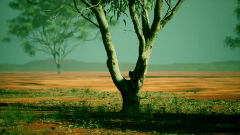 acacia-triis-in-african-landscape