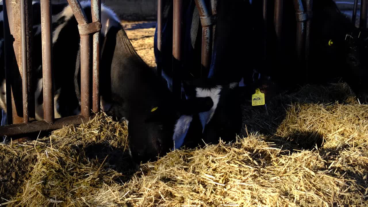 Images of two cows eating hay
