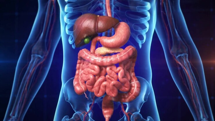 3D Medical Animation Of The Human Digestive System The Full Tract Rotating Majestically In A Transparent Abdomen