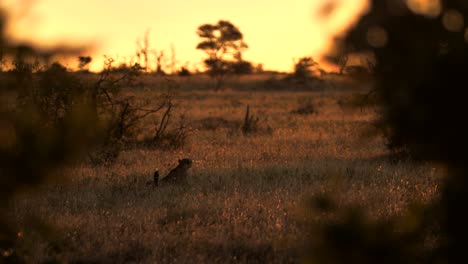 Cheetah-looking-around-then-standing-up-and-leaving