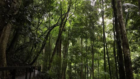 view of trees and walking trail along natural bridge track, springbrook national park