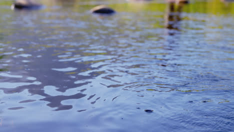 Hombre-Pescando-Con-Mosca-En-El-Río