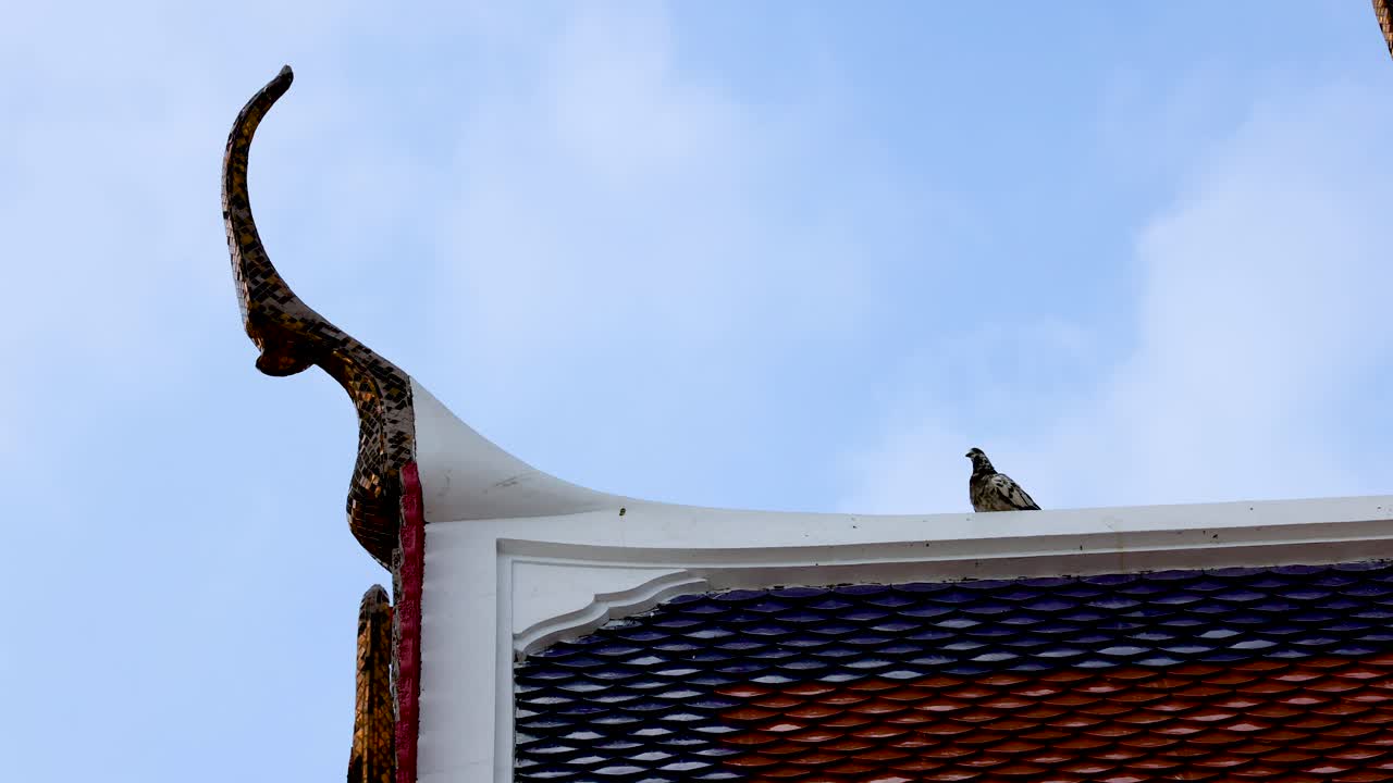 장식 된 성전 지붕 에 앉아 있는 비둘기