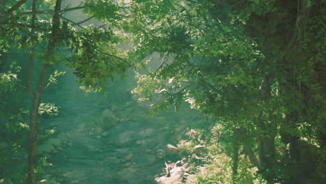 a lush forest path with sunlight streaming through the trees