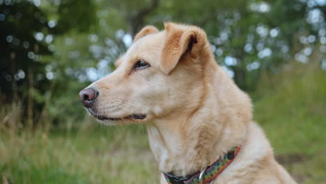 Retrato-De-Perro-Labrador