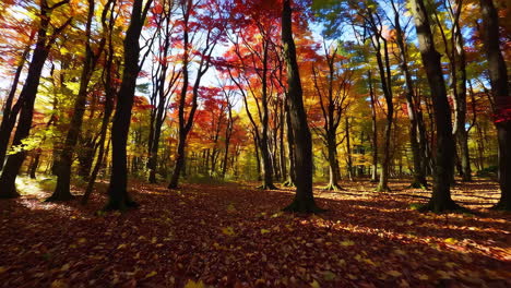 escena del bosque de otoño