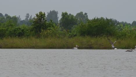 all moving to the right then one flies to the left to separate itself from the toxic gossiping entitled group, spot-billed pelican pelecanus philippensis, thailand