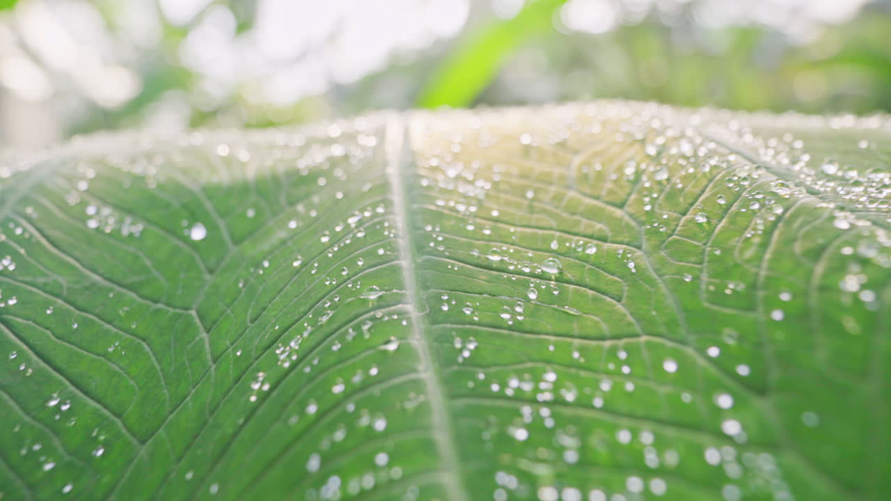 카메라가 천천히 빛을 향해 움직이는 동안 아침 이슬 방울이 큰 녹색 잎에 놓여 있습니다.