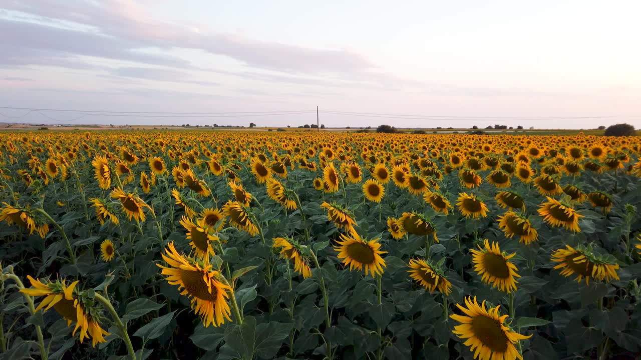 campo de girasoles en la hermosa puesta de sol