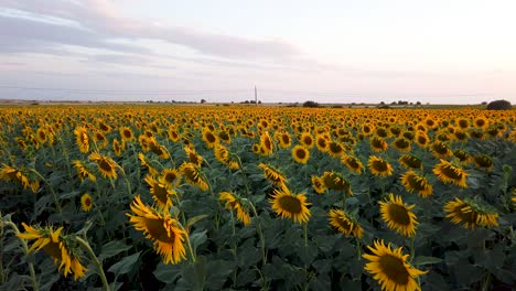 sunflower field in the beautiful sunset