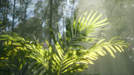 bright-light-shining-through-the-humid-misty-fog-and-jungle-leaves