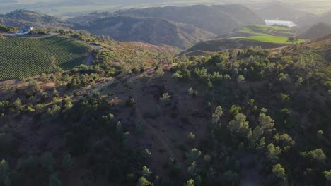 Slow-Aerial-pan-of-green-vibrant-tree's-over-a-mountain-side-in-the-Napa-Valley