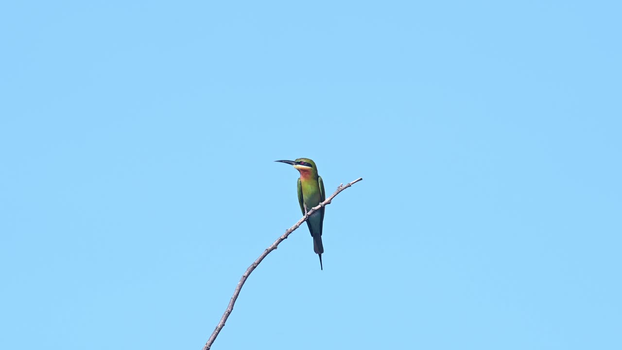 el abejaruco de cola azul merops philippinus visto posado en una ramita contra un hermoso cielo azul y luego se va volando, tailandia
