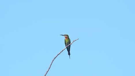 el abejaruco de cola azul merops philippinus visto posado en una ramita contra un hermoso cielo azul y luego se va volando, tailandia