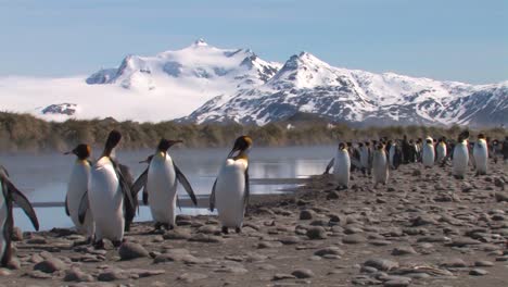 pingüinos emperador caminando por la playa